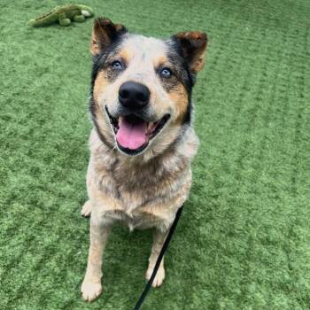 Koda -  Australian Cattle Dog Blue Heeler and Husky Dog for Adoption in Pasadena, California - Koda | PetCurious