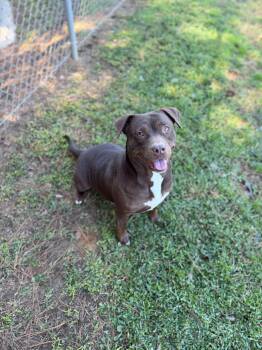 Squirrel -  Mixed Breed Dog for Adoption - Squirrel | PetCurious