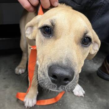 Gretel -  Yellow Labrador Retriever Dog for Adoption in Tampa, Florida - Gretel | PetCurious