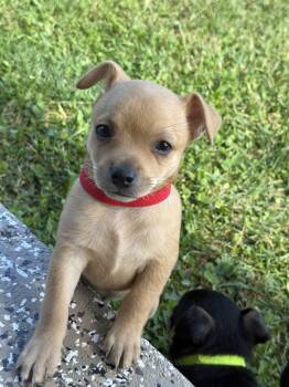 Tan Man -  Chihuahua Dog for Sale in Volga, West Virginia - Tan Man | PetCurious