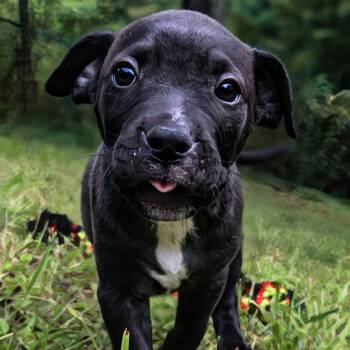 Duke - UP & COMING -  Staffordshire Bull Terrier Dog for Adoption in Maryville, Tennessee - Duke - UP & COMING | PetCurious
