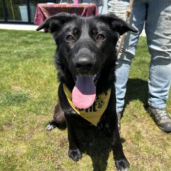 Shepherd and Border Collie Dogs Available for Adoption in Sammamish, Washington - Nova | PetCurious