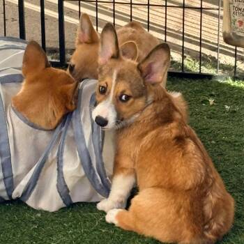 Itchita -  Corgi Dog for Adoption in Ada, Minnesota - Itchita | PetCurious