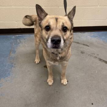 Tango -  Mixed Breed Dog for Adoption in Memphis, Tennessee - Tango | PetCurious