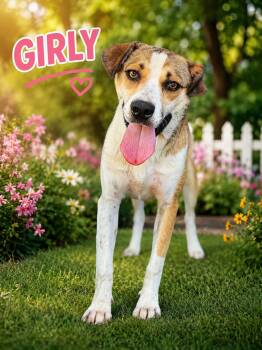 Girly -  Australian Cattle Dog Blue Heeler and Beagle Dog for Adoption in Orange, California - Girly | PetCurious