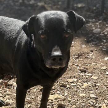 Bruno -  Labrador Retriever and Black Labrador Retriever Dog for Adoption in Warren, Rhode Island - Bruno | PetCurious