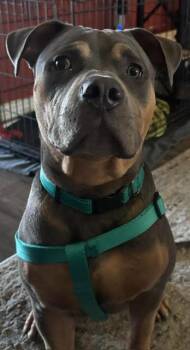 Sully -  American Bulldog Dog for Adoption in Fort Myers, Florida - Sully | PetCurious