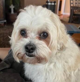 Shih Tzu and Bichon Frise Dogs Available for Adoption in East Brunswick, New Jersey - Teddy | PetCurious