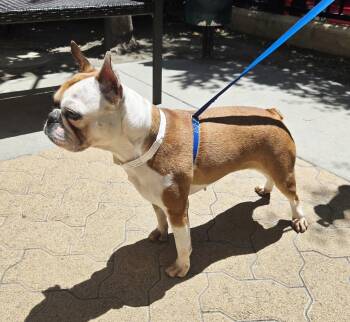 Daisy -  Boston Terrier and French Bulldog Dog for Adoption in Huntington Beach, California - Daisy | PetCurious