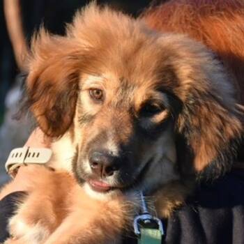 Collie Dogs Available for Adoption in Toronto, Ontario - Pepita | PetCurious