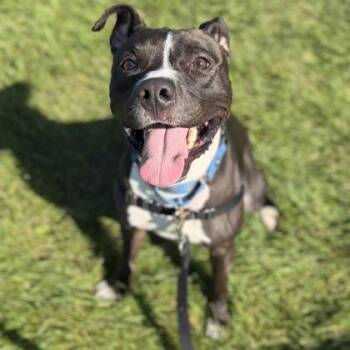 Hulk -  Mixed Breed Dog for Adoption in Janesville, Wisconsin - Hulk | PetCurious