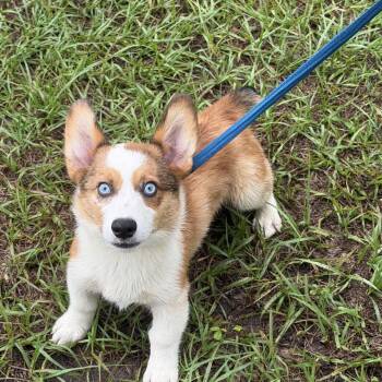 Archie -  Corgi Dog for Adoption in Alafaya, Florida - Archie | PetCurious