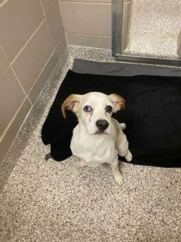 Beagle and Cocker Spaniel Dogs Available for Adoption in Gastonia, North Carolina - Artie | PetCurious