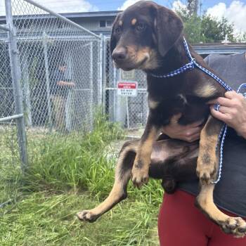 Benji -  Mixed Breed Dog for Adoption in Austin, Texas - Benji | PetCurious