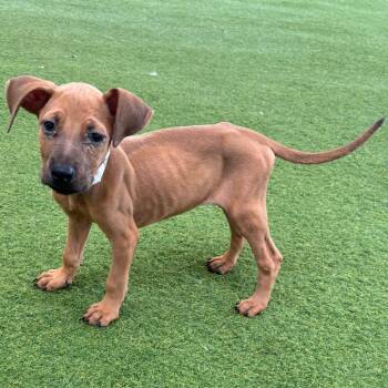 Roja 6406 -  Shepherd and Mixed Breed Dog for Adoption in Loxahatchee Groves, Florida - Roja 6406 | PetCurious