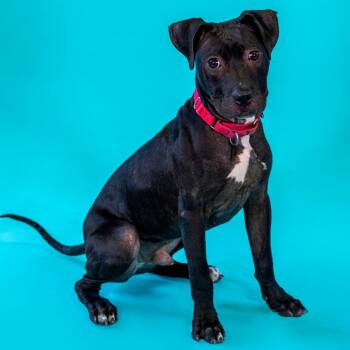 Rescue Mixed Breed Dogs for Adoption - Orion | PetCurious