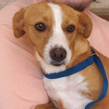 Terrier Dogs Available for Adoption in Carrollton, Texas - Mona | PetCurious