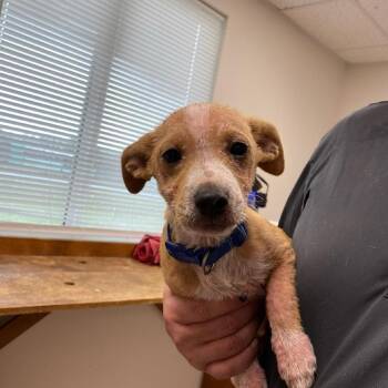 Mixed Breed Dogs Available for Adoption - Spongebob | PetCurious