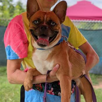 Rex -  Mixed Breed Dog for Adoption in Syracuse, New York - Rex | PetCurious
