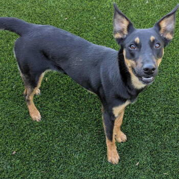 Rescue Australian Kelpie Dogs for Adoption in Dallas, Texas - Cora | PetCurious