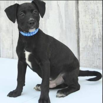 Terri -  Mixed Breed Dog for Adoption in West Chester, Pennsylvania - Terri | PetCurious