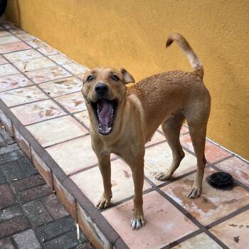 Rescue Black Labrador Retriever and German Shepherd Dog Dogs for Adoption in Harlingen, Texas - Sadie | PetCurious