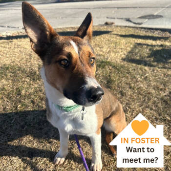 Rescue Cattle Dog and Mixed Breed Dogs for Adoption in Salt Lake City, Utah - Rhinestone Cowgirl | PetCurious