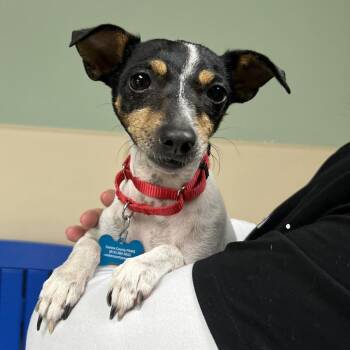 Tankini -  Jack Russell Terrier and Chihuahua Dog for Adoption in State College, Pennsylvania - Tankini | PetCurious