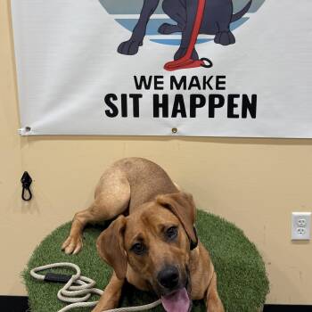Barney -  Redbone Coonhound Dog for Adoption in Tunica, Mississippi - Barney | PetCurious