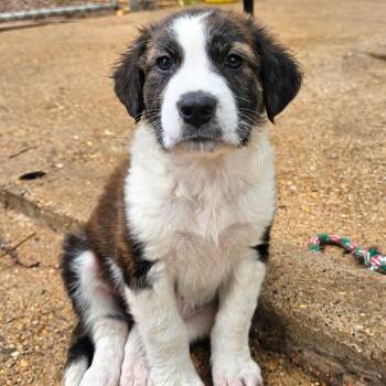 Mixed Breed Dogs Available for Adoption in Sterling, Massachusetts - Merle - 3 Months (  Avail 6/4) | PetCurious