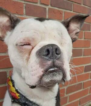 Boston Terrier Dogs Available for Adoption - Elsa | PetCurious