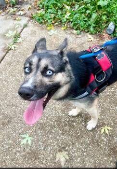 Zeke -  Husky Dog for Adoption in Chicago, Illinois - Zeke | PetCurious