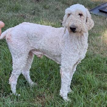 Oatmeal -  Standard Poodle Dog for Adoption in Houston, Texas - Oatmeal | PetCurious