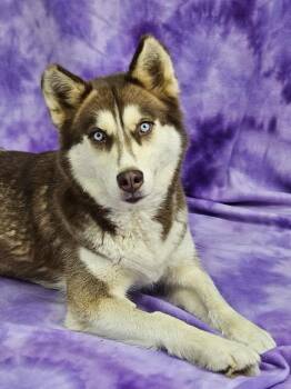 Rescue Siberian Husky Dogs for Adoption in East Sparta, Ohio - Siri | PetCurious