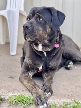 Bud -  Mastiff Dog for Adoption in Yankton, South Dakota - Bud | PetCurious