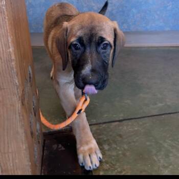 Unity -  German Shepherd Dog and Cane Corso Dog for Adoption in Cheyenne, Wyoming - Unity | PetCurious