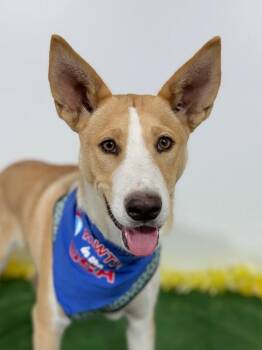 Labrador Retriever and Carolina Dog Dogs Available for Adoption in Carlsbad, California - Coby | PetCurious