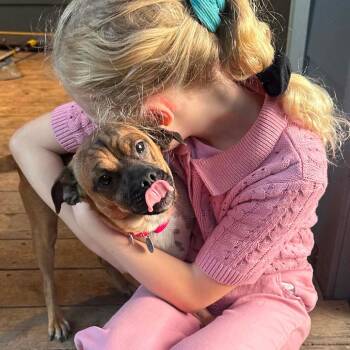 Hitch -  Pug and Chihuahua Dog for Adoption in Portland, Oregon - Hitch | PetCurious