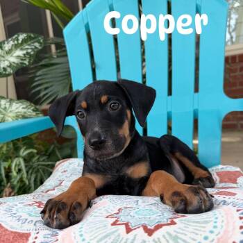 Copper -  Hound Dog for Adoption in Little Rock, Arkansas - Copper | PetCurious