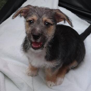 Terrier and Mixed Breed Dogs Available for Adoption in Miami, Florida - Puppy Jupiter | PetCurious