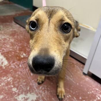 Mocha -  Mixed Breed Dog for Adoption in Pauls Valley, Oklahoma - Mocha | PetCurious