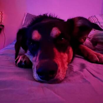 Rescue Corgi and Shepherd Dogs for Adoption in Wills Point, Texas - Ollie | PetCurious