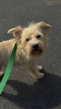 26-610 Ernie -  Terrier and Mixed Breed Dog for Adoption in Barnesville, Georgia - 26-610 Ernie | PetCurious