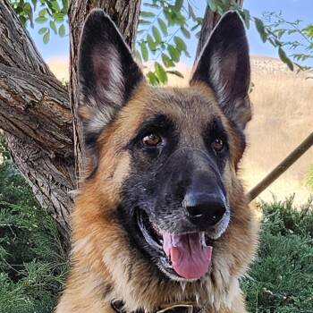 Rescue German Shepherd Dog Dogs for Adoption in Burbank, California - Atlas | PetCurious