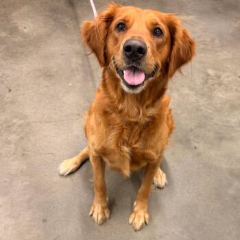 Copper -  Golden Retriever Dog for Adoption in Tampa, Florida - Copper | PetCurious