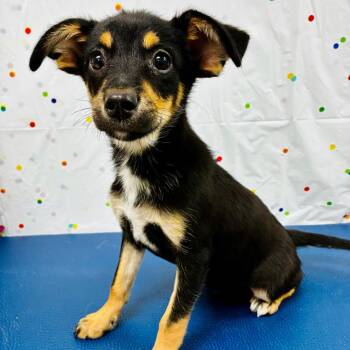 Gene -  Rat Terrier and Cattle Dog Dog for Adoption in Lebanon, Missouri - Gene | PetCurious