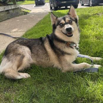 Nova -  Husky and Pomeranian Dog for Adoption in Oxford, Michigan - Nova | PetCurious