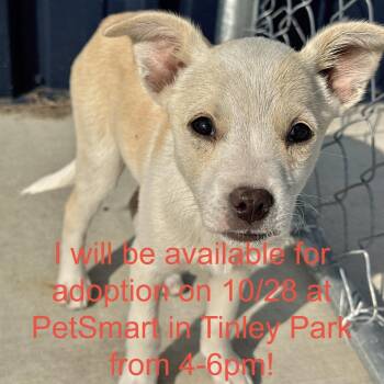 Salem -  Chihuahua and Mixed Breed Dog for Adoption in Matteson, Illinois - Salem | PetCurious