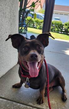 Rescue Miniature Pinscher and Chihuahua Dogs for Adoption in Burbank, California - Skip | PetCurious