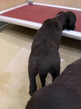 Oliver -  Mixed Breed Dog Available for Adoption in Hobbs, New Mexico - Oliver | PetCurious